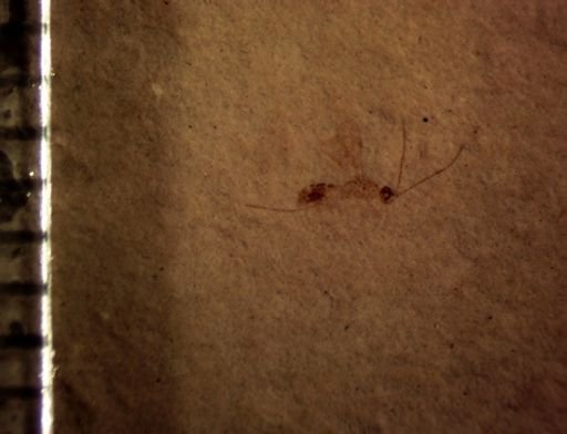 undet. Ichneumonoidea