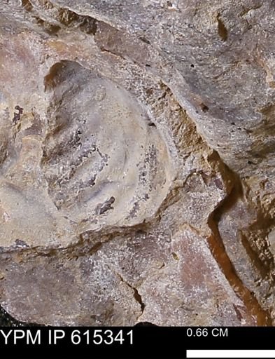 Inoceramus sp.