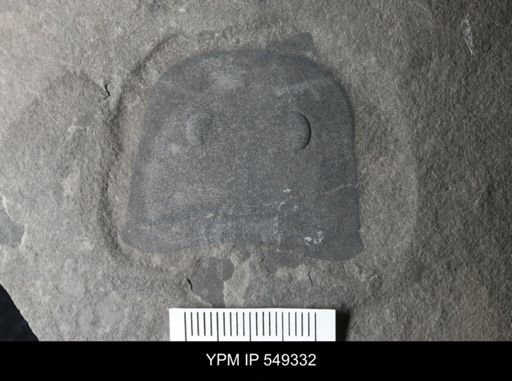 Eurypterus remipes remipes