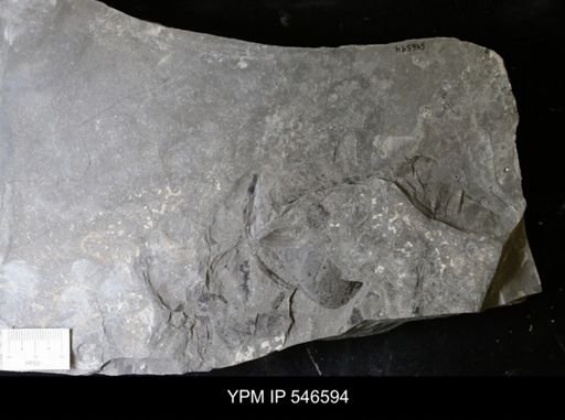 undet. Eurypterida
