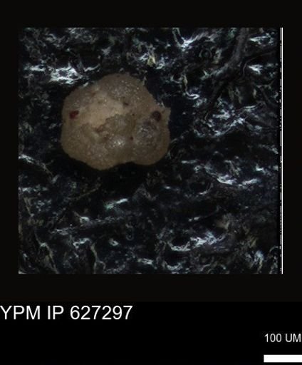 undet. Foraminiferida
