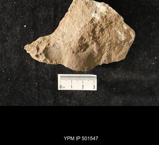 Astartella sp.