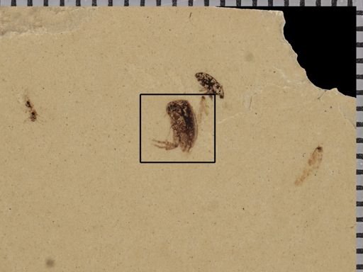 undet. Mordellidae
