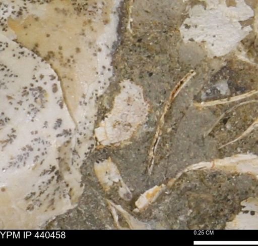 Protocardia subquadrata