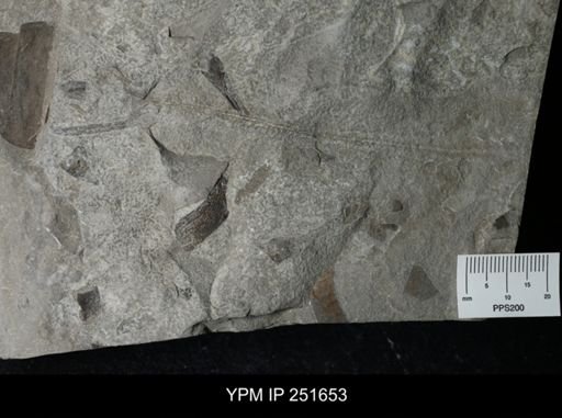 undet. Eurypterida