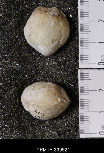 Kingena wacoensis