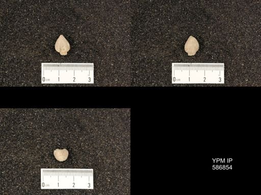 Rhynchotrema anticostiensis