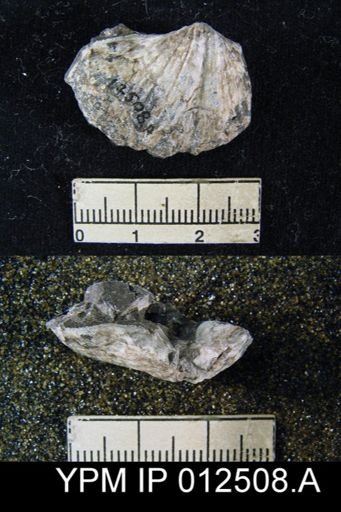 Spirifer mexicanus latus