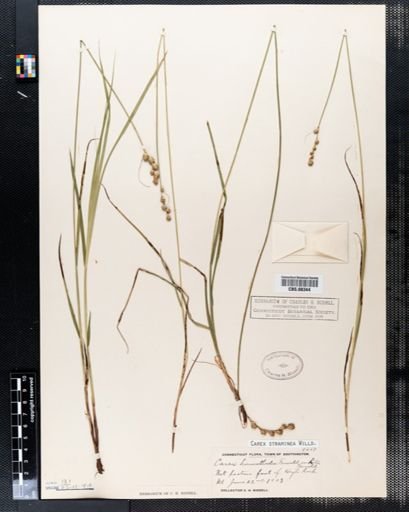 Carex straminea