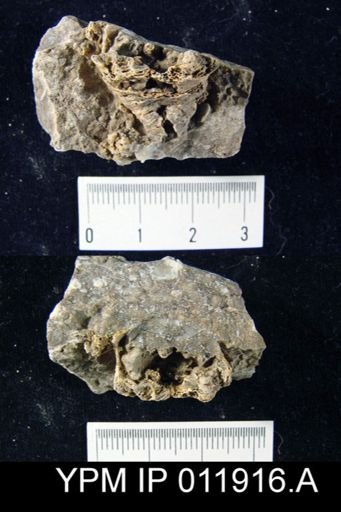 Richthofenia permiana