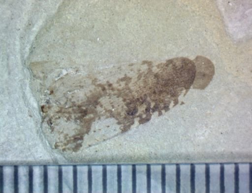 Hemiptera?