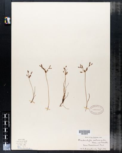 Fimbristylis autumnalis