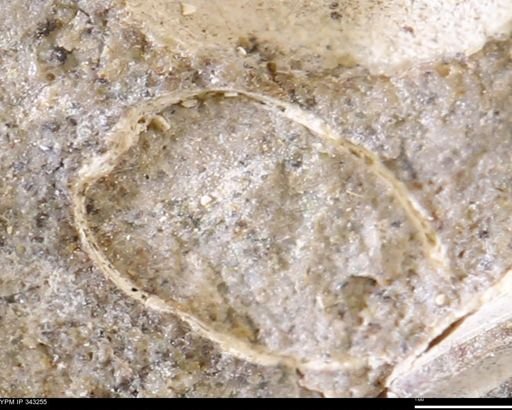 undet. Bivalvia