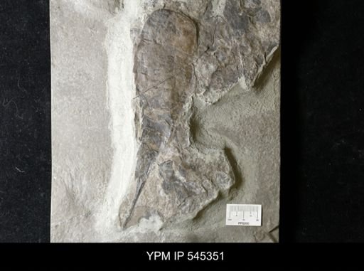 Eurypterus dekayi