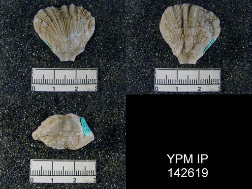 Streptorhynchus pectiniformis