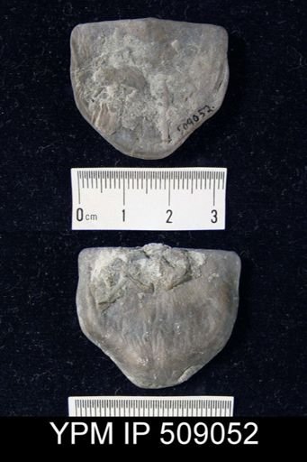Strophomena huronensis