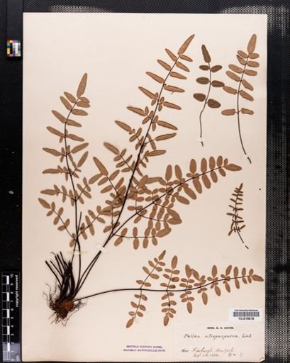 Pellaea atropurpurea