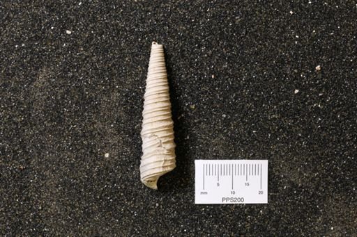 Turritella humerosa
