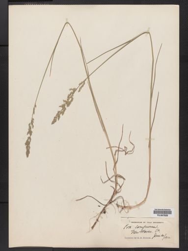 Poa compressa