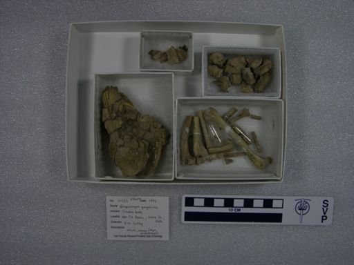 Hesperocyon gregarius
