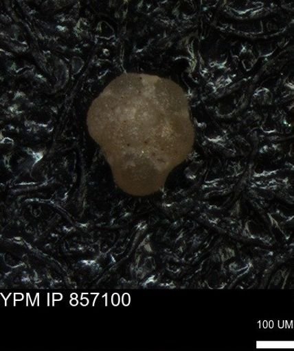 undet. Foraminiferida