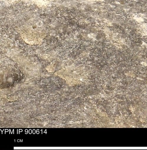 undet. Mollusca