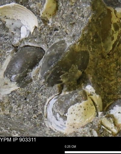 Corbulamella sp.