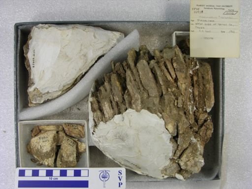Mammuthus columbi?