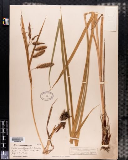 Carex