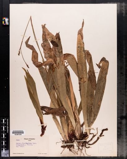 Carex