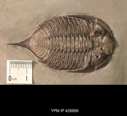 Dalmanites limulurus