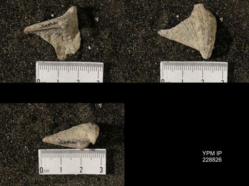 Neospirifer triplicatus