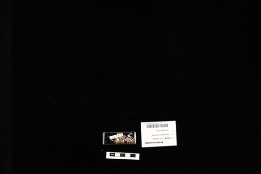 Bombina orientalis