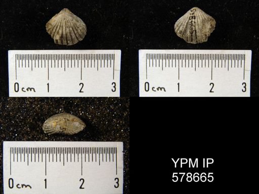 Camarotoechia purduei