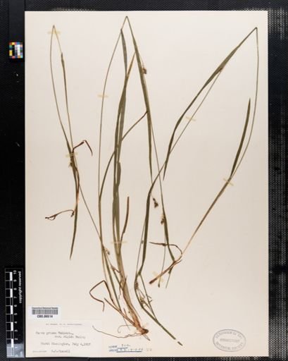 Carex amphibola