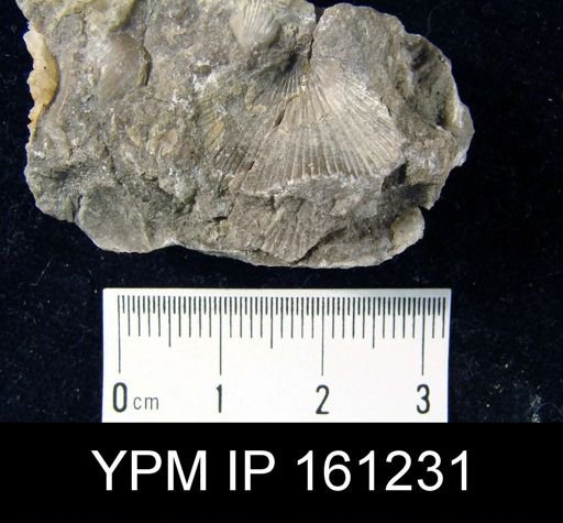 Hebertella maria