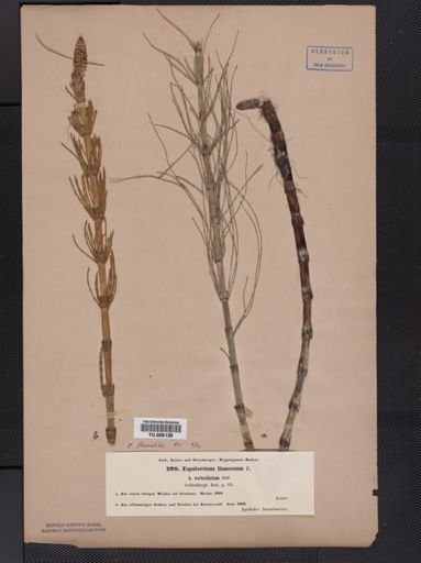 Equisetum fluviatile