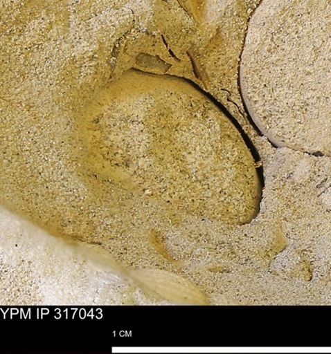 undet. Mollusca
