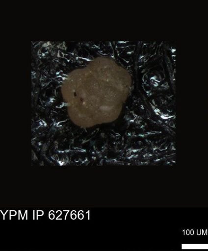 undet. Foraminiferida