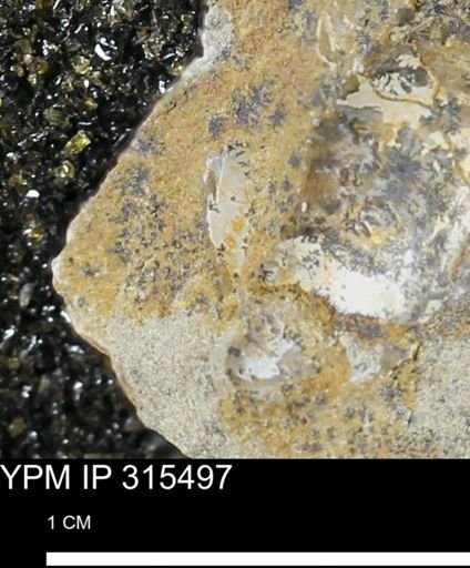 undet. Mollusca