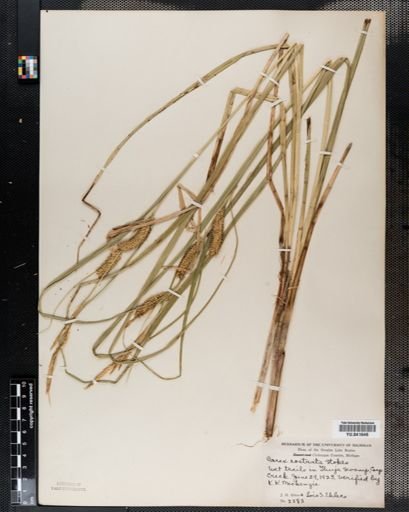 Carex rostrata