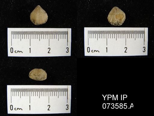 Camarotoechia perryvillensis