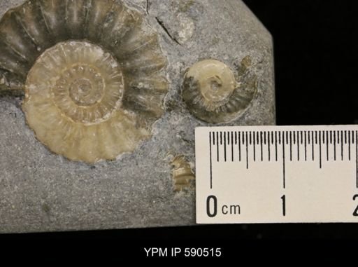 Promicroceras planicosta