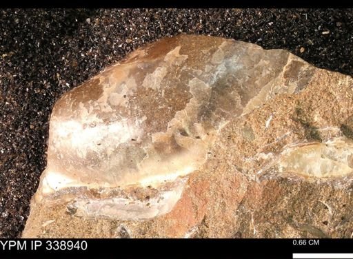 undet. Bivalvia