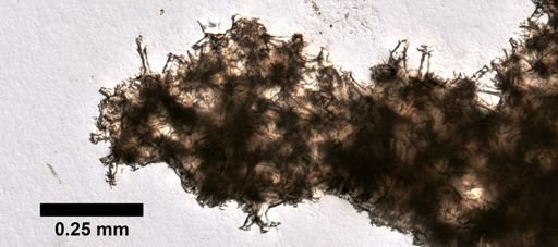Vetulina stalactites