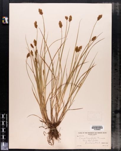Carex crawfordii