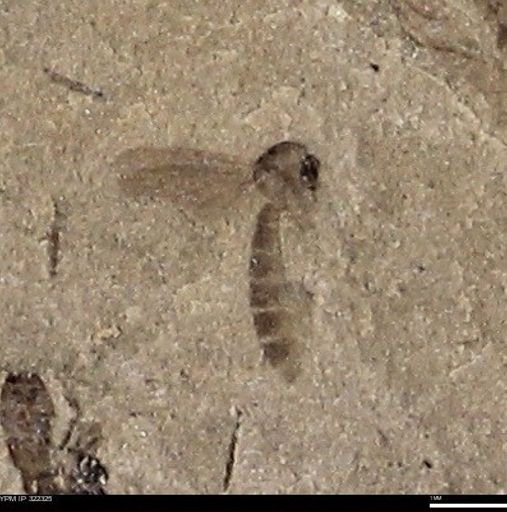 undet. Insecta