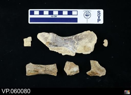 undet. Toxochelyidae