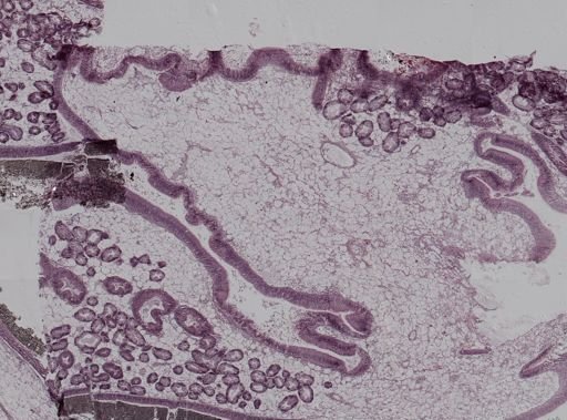 Crassostrea virginica