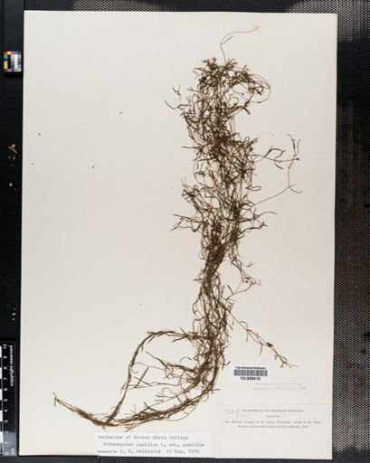 Potamogeton pusillus